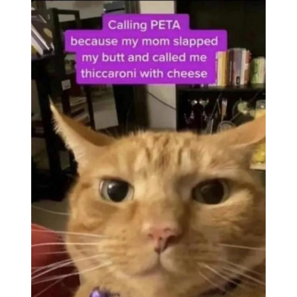 15+ Funny Cat Memes To Play With (+ Ember Tax, Of Course ...