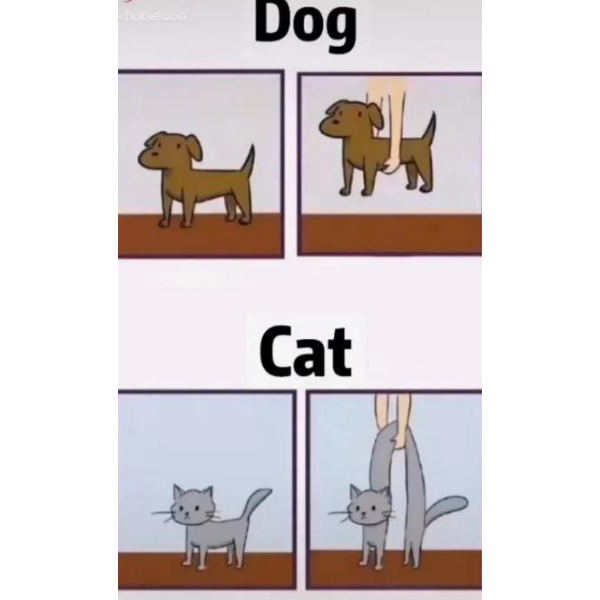 15+ Funny Cat Memes To Play With (+ Ember Tax, O…