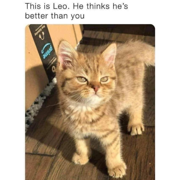 15+ Funny Cat Memes To Play With (+ Ember Tax, …
