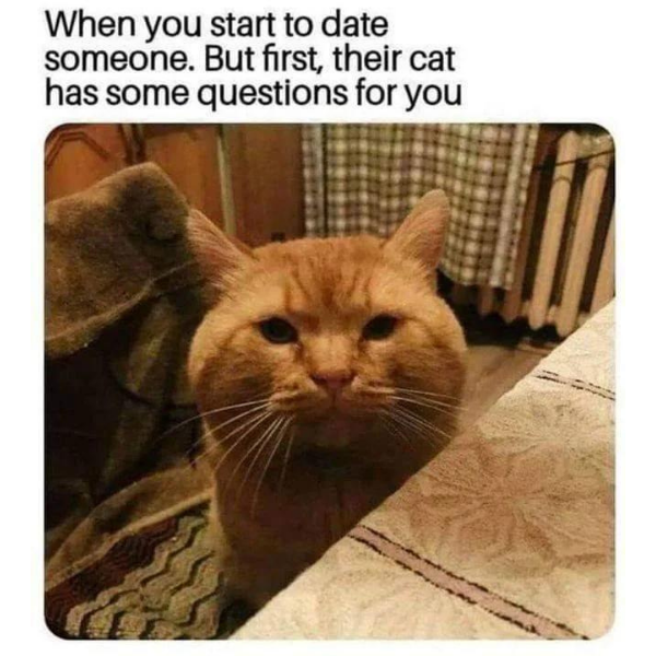 15+ Funny Cat Memes To Play With (+ Ember Tax, O…