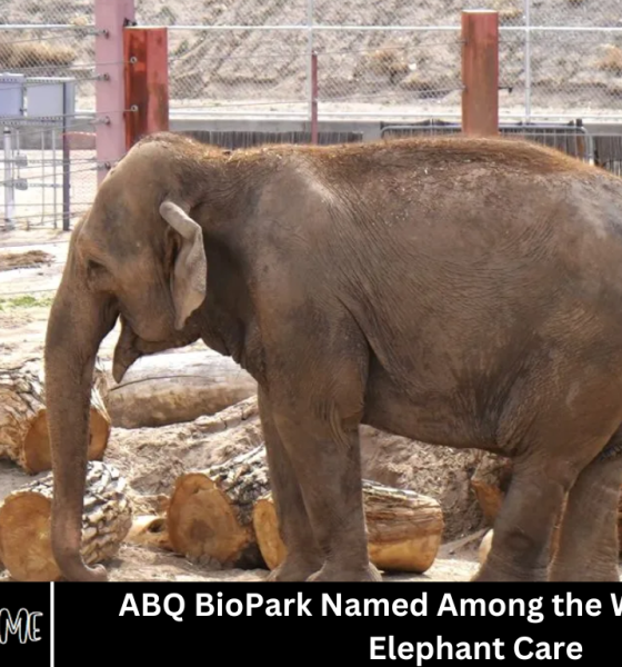 ABQ BioPark Named Among the Worst Zoos for Elephant Care